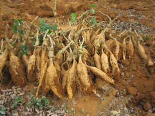 Kudzu kořen